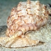 shell_li_h_0705_png2092.jpg